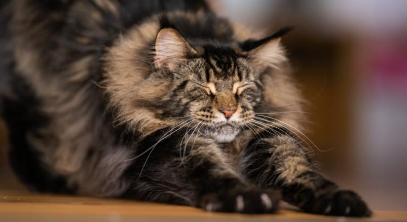 Miért nyújtózkodik a macskám, amikor meglát?