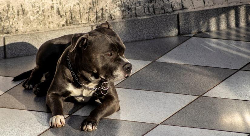 7 év várakozás után végre otthonra lelt a menhelyi, 9 éves pitbull‑keverék