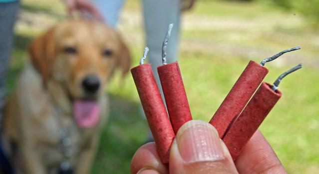 Így vigyázhatunk kedvenceinkre Szilveszterkor