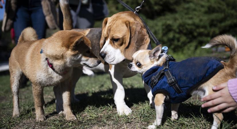 Legyen állatbarát a szilveszter!