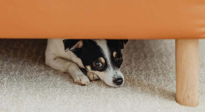 A szilveszteri ünneplés legyen állatbarát, kéri az állatvédelmi kormánybiztos