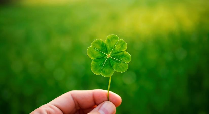 Négylevelű lóhere: így hoz szerencsét és boldogságot az új évben