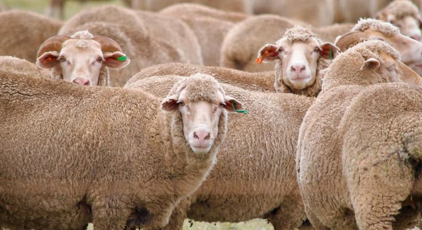 Juhok teleltetése – ellési előkészületek és almozás