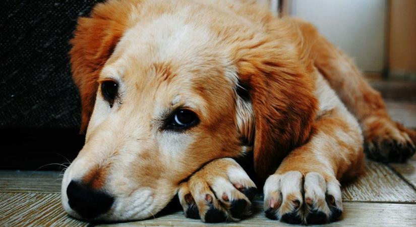 Ami másnak féktelen öröm, nekik valóságos rémálom