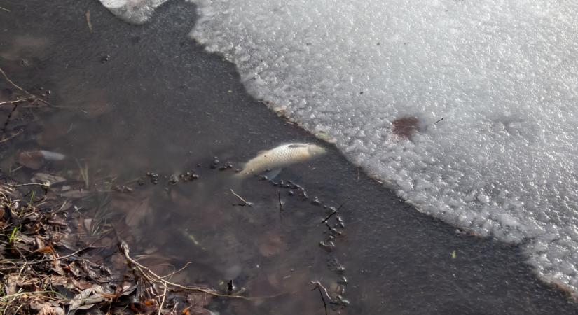 Katasztrófa a Balatonnál, fény derült az okokra is