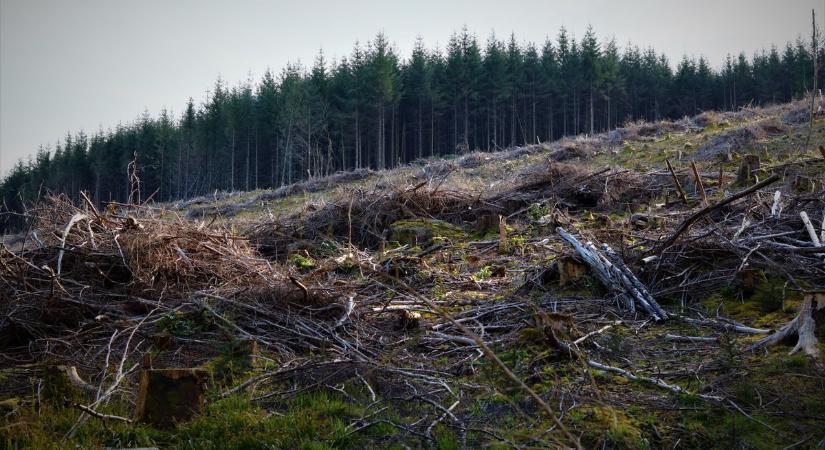 Miért jelent problémát az importált erdőirtás?