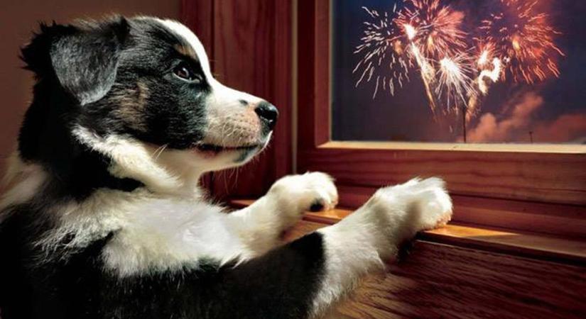 Pánik és baleset nélkül – Állati biztonság szilveszterkor