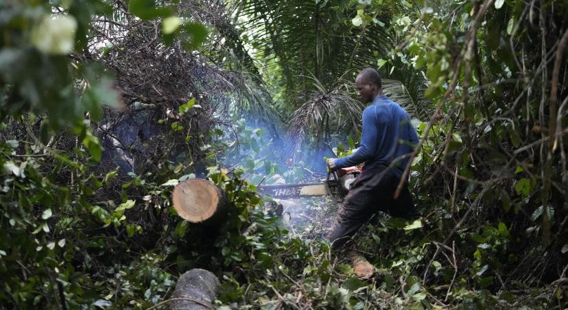 Minden okunk megvan félni attól, hogy akár már 2050-re szavannává változik az Amazonas-vidék fele