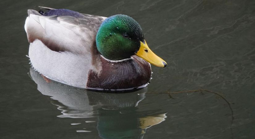 A tél nyugalma a veszprémi Csónakázó-tó partján (galéria  videó)