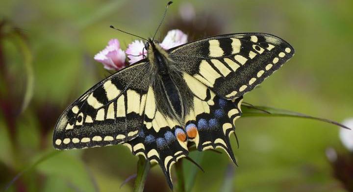 Ökológiai válság közeleg: kifakulnak a pillangók