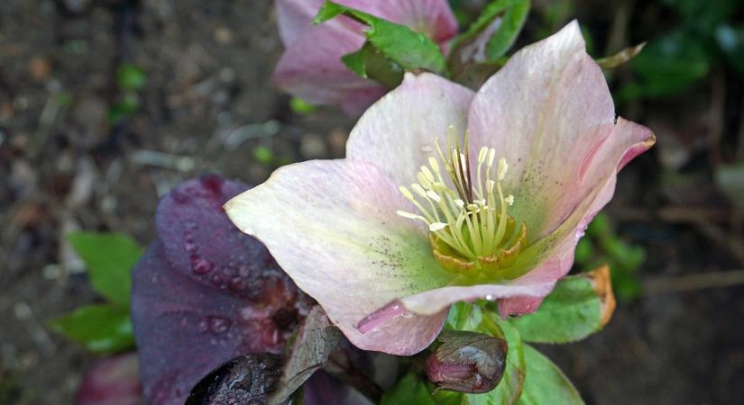 Ezek a virágok télen is, hóban is gyönyörűen virágoznak a kertben