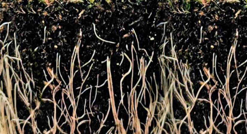 Elképesztő módon alakulnak át a gyökerek a tömörödött talajban, vizsgálat bizonyítja