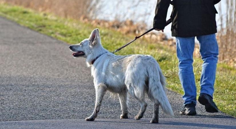 Bosszantóan sok a reklám a tévében, a póráz használatát pedig szigorúbban is ellenőrizhetné a hatóság – ezeket panaszolták olvasóink
