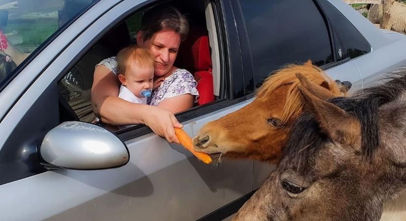 Elérte a 150 ezres látogatószámot a Pusztaottlakai Autós Safari Park 2025-ben – fotók