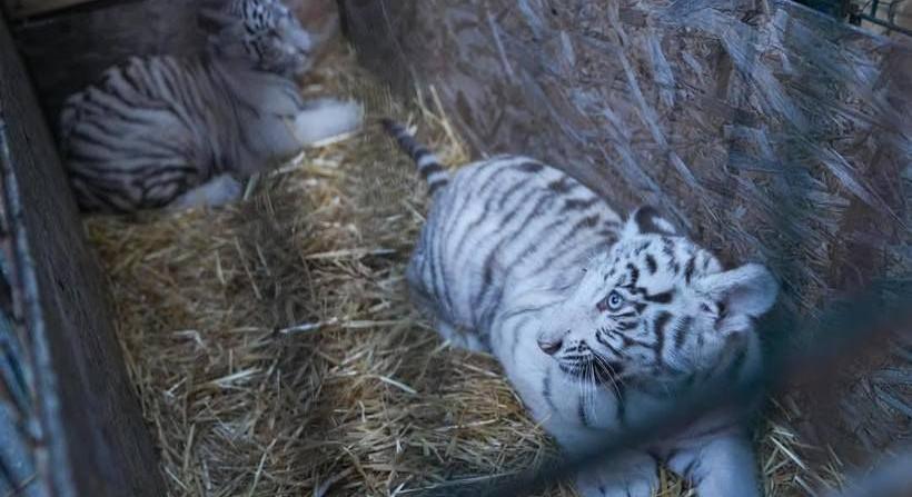Látogatók miatt pusztult el egy fehér bengáli tigris