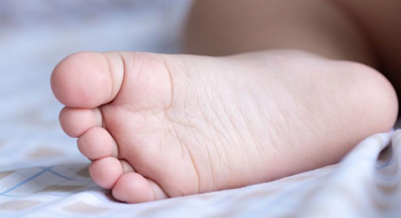 Három kis apróság született vasárnap és hétfőn Sopronban