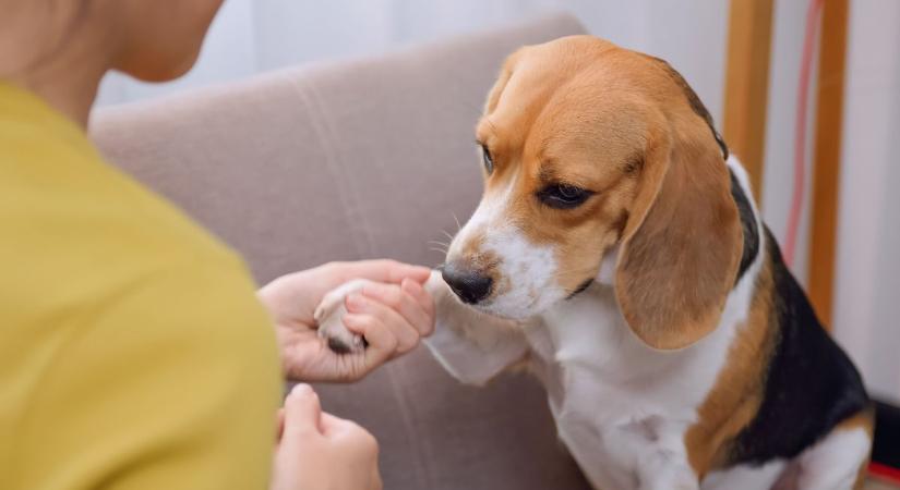 A simogatás a legrosszabb módszer a kisállatok megnyugtatására tűzijáték idején – vallja a szakember