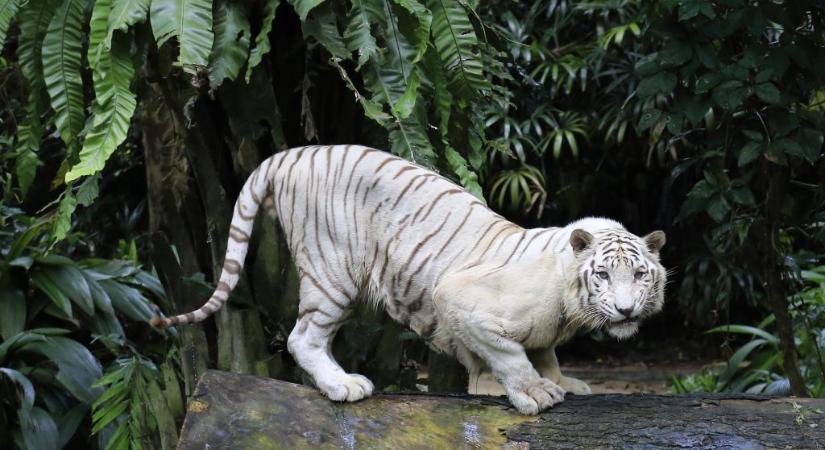 Elpusztult egy tigris Craiova állatkertjében, miután megette a hozzá bedobott műanyagcsomagolást