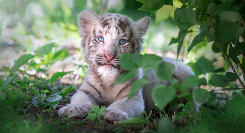 Látogatók által eldobott műanyag csomagolás miatt pusztult el egy fehér tigriskölyök Romániában