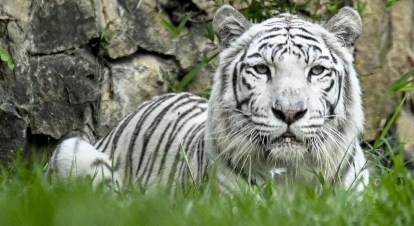 Fehér tigriskölyök tragédiája – látogatók felelőtlensége vezetett a halálához
