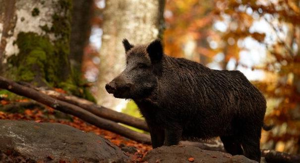 Vaddisznók a városban: ki fizet, ha kárt okoznak?