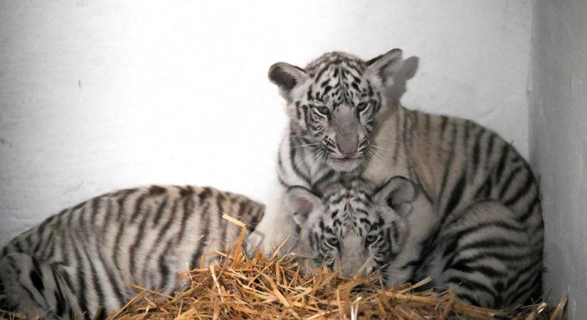 Műanyagot dobtak a ketrecbe: elpusztult egy fehér tigriskölyök a craiovai állatkertben