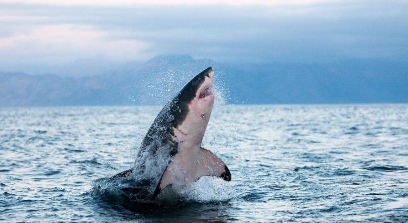 Már a kihalás szélére sodródtak a nagy fehér cápák a Földközi-tengerben