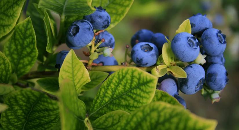 Fogyassza ezt a gyümölcsöt és olyan lesz, mint Chuck Norris