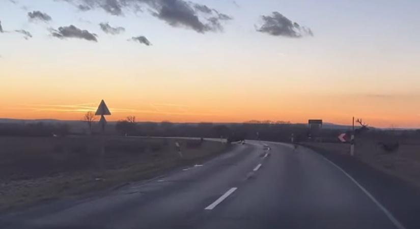 Szarvasrudli vágtatott át az úton naplementekor (videó)