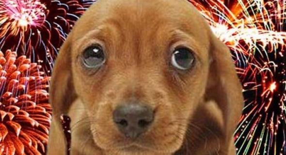 Szilveszter és háziállatok: mit tehetünk, hogy ne szökjön el a kutya vagy a macska?