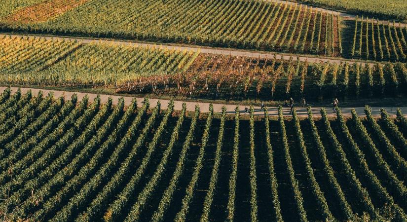 Drámai a helyzet – történelmi válságban a német borágazat