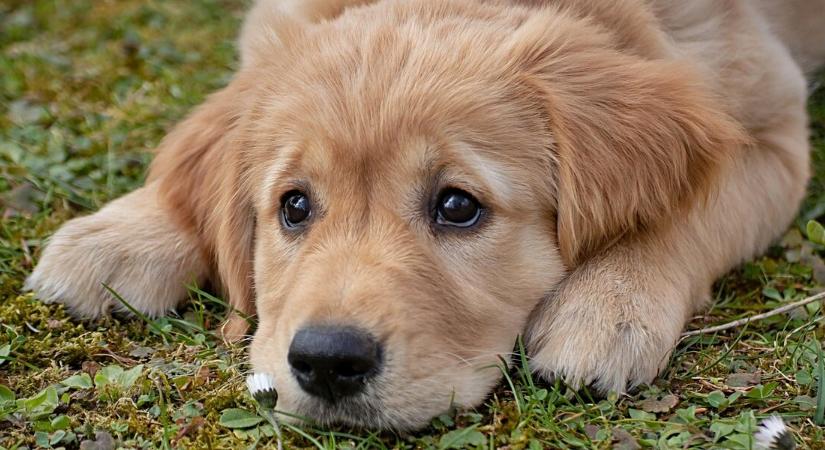 Miért retteg sok kutya a tűzijátéktól és hogyan segíthetsz nekik?