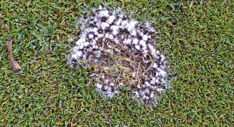 Hogyan védekezhetünk a gyepen megjelenő fehér telepek ellen?