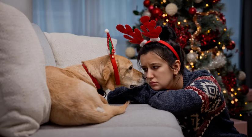 Amikor az ünnep stresszforrássá válik a kutya számára – játsszon neki drum and brass-t