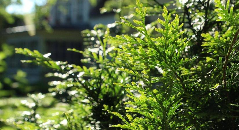 Téli kert látványtervezése tavaszra – hogyan készüljön előre a megújulás évszakára?