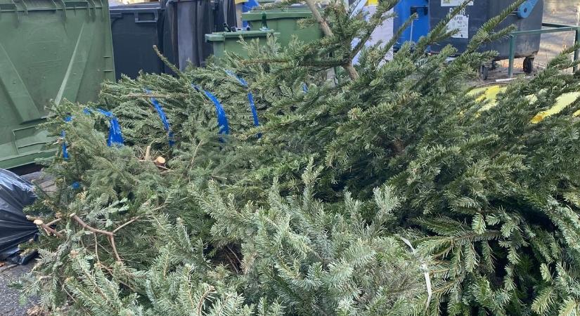 Jelentős bírság járhat érte, ha ezt tesszük a fenyőfával