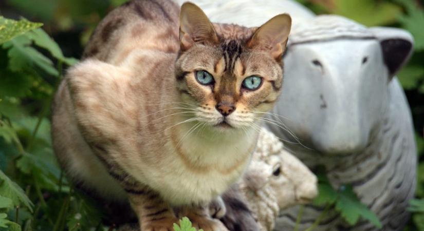 A világ 6 legnagyobb macskafajtája: a chausie 11 kg-os is lehet, mégis képes akár 2 méterre is felugrani