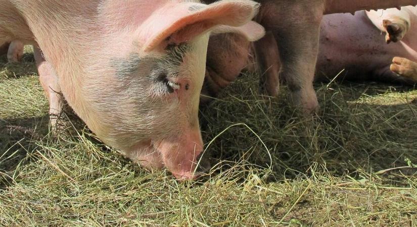 Mérleg nincs? A sertés súlya akkor is kiszámolható