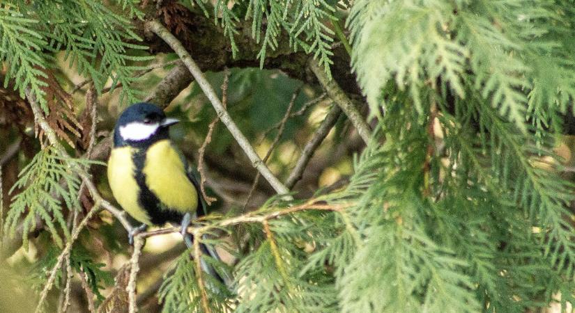 Téli madáretetés – tanácsok és tippek, hogy valóban segítsünk a szárnyas kosztosoknak