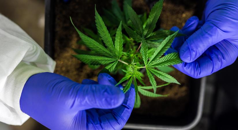 Az orvosi céllal fogyasztott marihuána kérdése Magyarországon II. rész