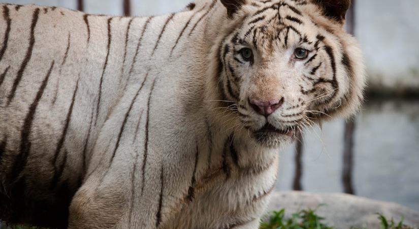 Műanyagcsomagolás okozta egy fehér tigriskölyök halálát egy romániai állatkertben