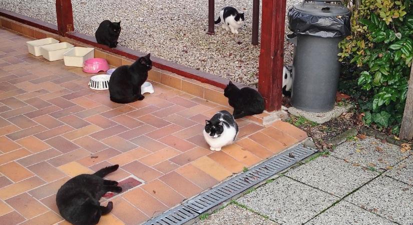 Nyáron etették őket, télen itt maradtak – így élnek a kóbor cicák a Balatonnál