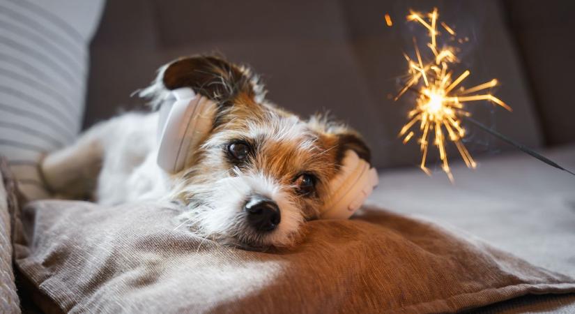 Az állatvédők is készülnek a tűzijátékra Győrben - Idén is lesz szilveszteri ügyelet