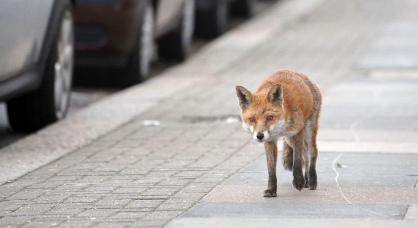 Rókával futottunk össze a városban – Mi ilyenkor a teendő?