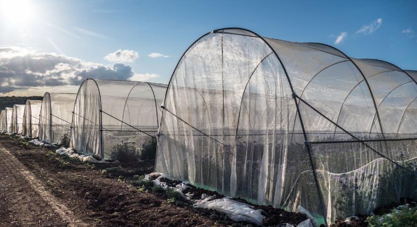 Fóliasátor páramentesítése télen – hogyan kerüld el a gombásodást?
