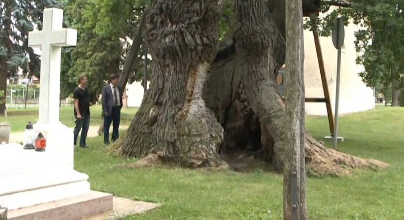 Megtalálták Magyarország legöregebb fáját, nem akármilyen hiedelmek kapcsolódnak hozzá