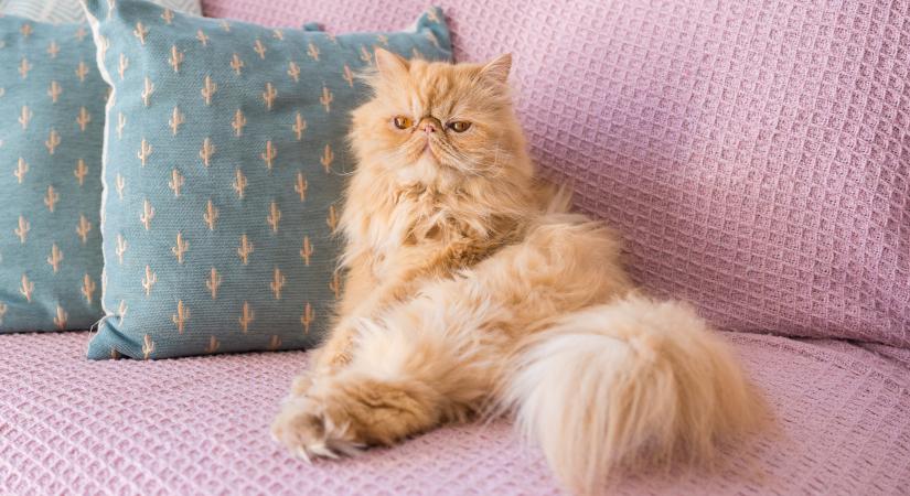 Felismered a macskafajtát egyetlen testrész alapján? – Kvíz