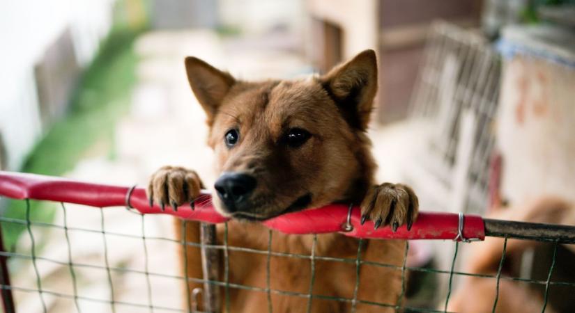 Közeleg a határidő, ezzel a módszerrel biztosan megvédheti kedvencét szilveszter éjszaka