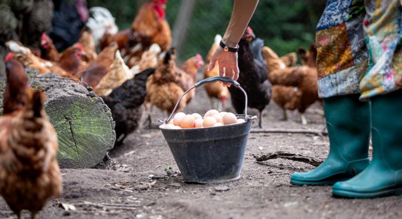 Meglepő felfedezést tettek a tyúkokról: erre nem sokan gondoltak volna