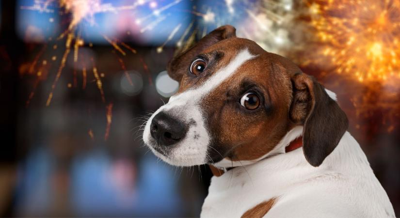 Szilveszteri tűzijáték: komoly veszélyben a háziállatok